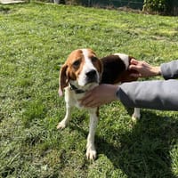 SATURNE, chien à adopter