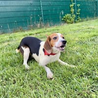 OPIUM, chien à adopter