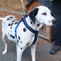 PERDITA VAA, chienne à adopter