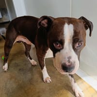 PAO QCN, chien à adopter