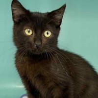 BANDJI, chatte à adopter