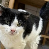 VENISE, chatte à adopter
