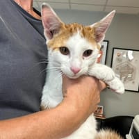 TOTO, chat à adopter