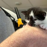 CREVETTE en FAMILLE RELAIS, chatte à adopter