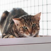 CHARLES, chat à adopter