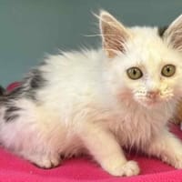 VANILLE, chatte à adopter