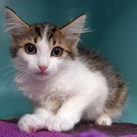 Brynn (réservé), chatte à adopter