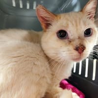 meko [FIV+], chat à adopter