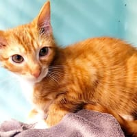Poum [Chaton], chat à adopter