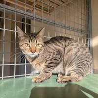 Jin, chat à adopter