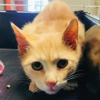 Polochon [Chaton], chat à adopter