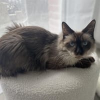 LUCIENNE, chatte à adopter