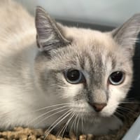 Tamatoa, chatte à adopter