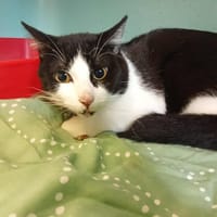 PICWIC, chat à adopter