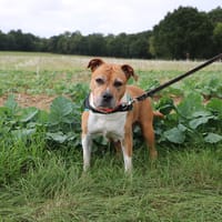 LENA HAA24605, chienne à adopter