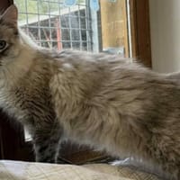 PRALINE, chatte à adopter