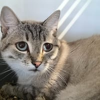 Moana, chatte à adopter
