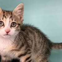 KIWI, chat à adopter