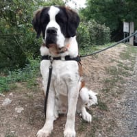 Carlos, chien à adopter
