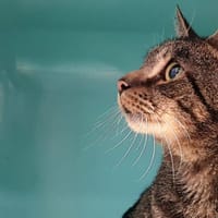 BERNIE CHA, chat à adopter