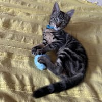 PINOVA, chat à adopter