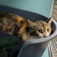 CHANTERELLE QCT, chatte à adopter