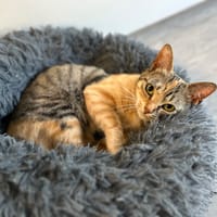FELINE, chatte à adopter
