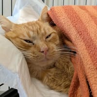 RUSSULE QCT (reserve), chat à adopter