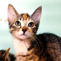 Pim [Chaton], chatte à adopter