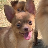 Voltali, chien à adopter