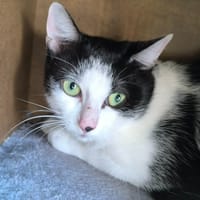 Maui, chat à adopter
