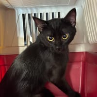 MISTRAL, chat à adopter