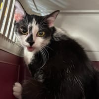 MELODIE, chatte à adopter