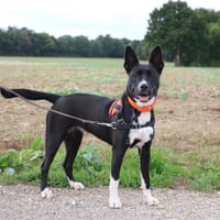 TOKYO HAA24618, chienne à adopter