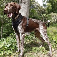 Maki, chien à adopter