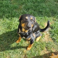 ARROW, chien à adopter