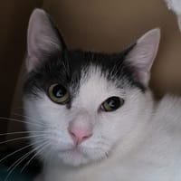 Hei hei, chat à adopter