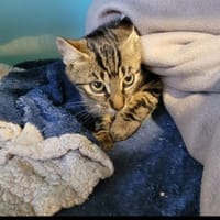 JAVA       ct, chat à adopter