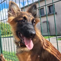 ANEMONE, chienne à adopter