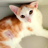 Tarama [Chaton], chatte à adopter