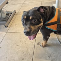 Mousse, chien à adopter