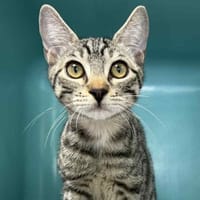 GRISOU, chat à adopter