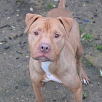 MARCO CHAO, chien à adopter