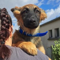 BELLE, chienne à adopter