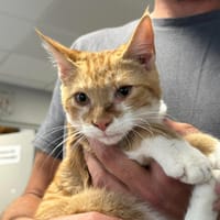 BISCOTO, chat à adopter
