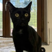 KEYLA, chatte à adopter