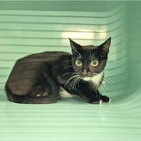 TINA, chatte à adopter