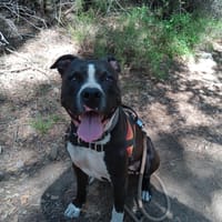 Luigi, chien à adopter