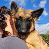 PATAPOUF, chien à adopter