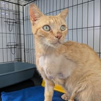 MAO, chat à adopter